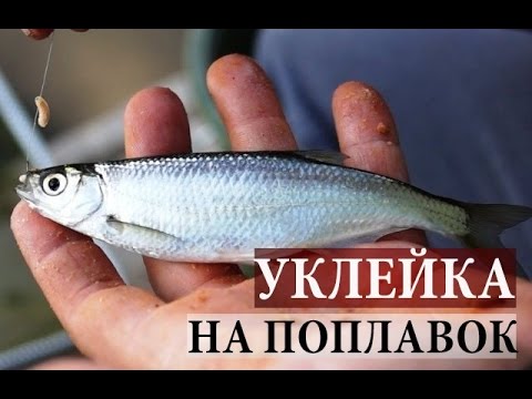 Видео: Сумасшедший Клев Уклейки. Поплавочная рыбалка.