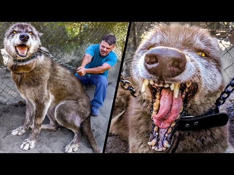 Видео: Самые Опасные Породы Собак, Запрещенные По Миру