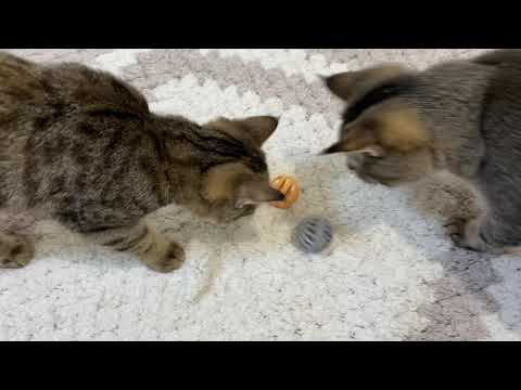 Видео: Чем занимаются котики перед сном?))