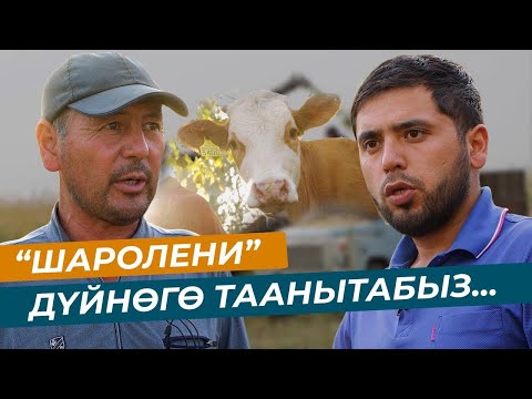 Видео: Шароле, ИФАД. Асыл тукум чарбасы. Рынокторго чыгууну камсыздоо.Кашкелек Келте айылы