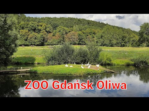 Видео: Zoo Gdańsk Oliwa - один из самых  крупнейших и старейших зоологических садов в Польше.