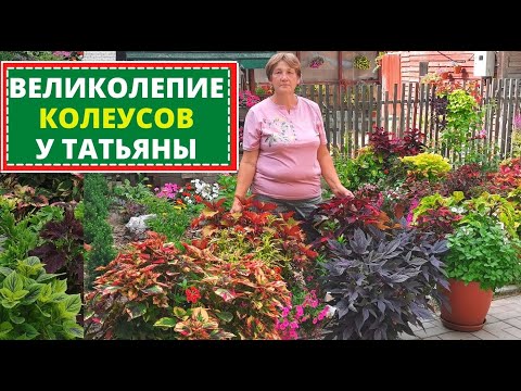 Видео: Коллекция КОЛЕУСОВ в саду Татьяны. В гостях на канале 'Записки Wветовода'