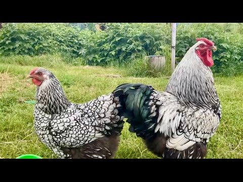 Видео: Поговорим?