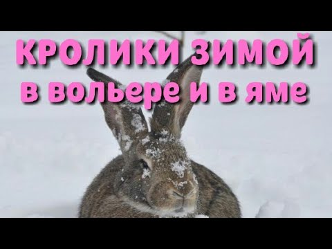 Видео: Кролики зимой в вольере и в яме. Обзор зимнего содержания. А ещё вкусный кофе на кофемашине Krups.