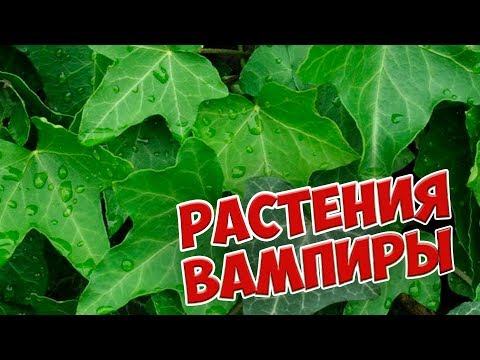 Видео: Опасные домашние цветы 🌺 РАСТЕНИЯ ВАМПИРЫ 🌺 Не сажайте их дома!