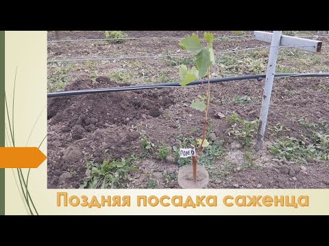 Видео: Виноград Ромэо. Очень поздняя посадка вегетирующего черенка. Что из этого получится?!