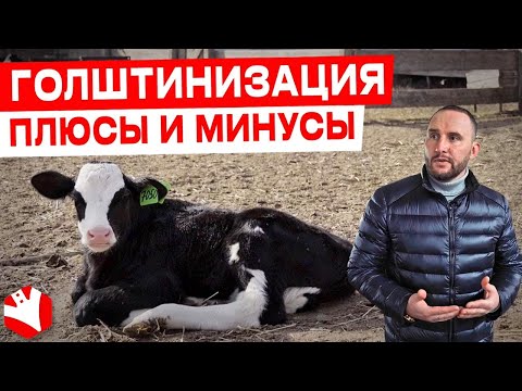 Видео: Голштинизация: плюсы и минусы | Хозяйство Агрорусь | Молочное животноводство | КУЛЬТИВАТОР