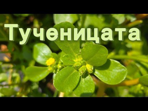 Видео: Тученица - плевел или деликатес?