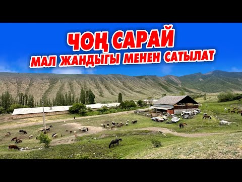 Видео: САРАЙЫМДЫ мал-жандыгы менен САТАМ ~ 300 кой, 23 жылкы, 3 уй ~ 8 гектар айдоо жери менен