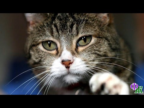 Видео: Жил - был кот 4. Серому всё нравилось в доме лесника, но однажды  он сильно расстроил хозяйку…