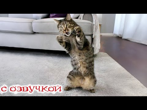 Видео: Приколы с котами! - С ОЗВУЧКОЙ! Смешные коты! Самые смешные животные! ДО СЛЕЗ!!