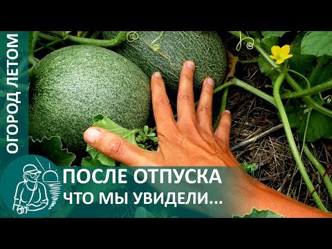 Видео: ☘ Огород Гордеевых после отпуска в июле: что изменилось за время нашего отсутствия