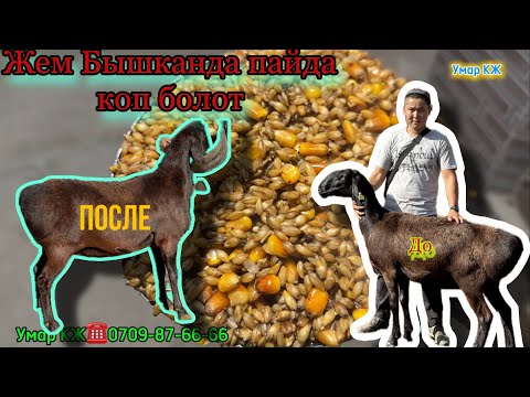 Видео: Пай пай Жем Болду🔥🔥🔥