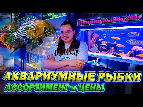 Видео: Цихлиды, живородка и харацинка! [Ассортимент и цены Птичий рынок Садовод 2024]