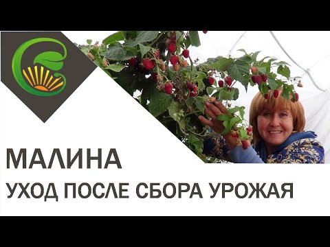 Видео: Малина  уход после сбора урожая