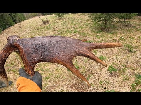 Видео: Рога,чермет.Заработки продолжаются.