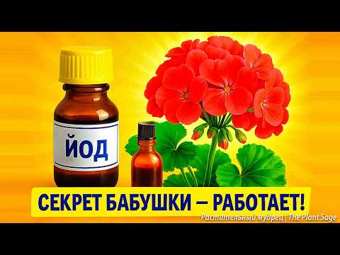 Видео: ЙОД ДЛЯ ГЕРАНИ: ПОДКОРМИ ТАК — И ЦВЕТЫ ПОЙДУТ ШАПКАМИ! 🌿 ГЕРАНЬ ПОДКОРМКА ЙОДОМ