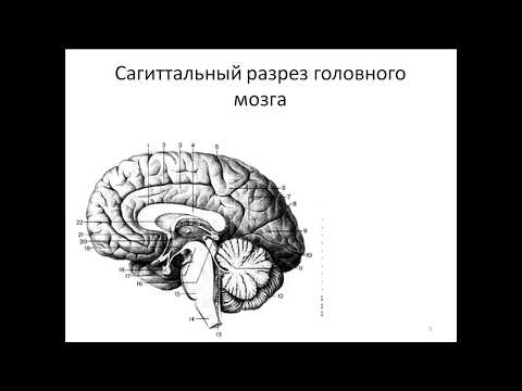 Видео: Общий обзор головного мозга. Выход 12 пар черепных нервов