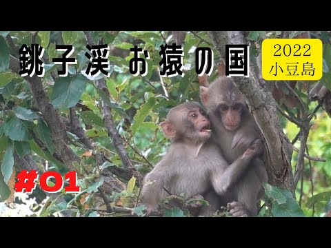 Видео: [#01] Страна обезьян в долине Чоши