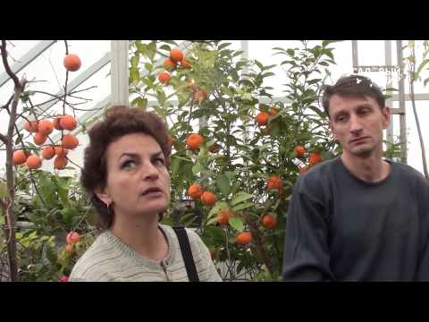 Видео: Зимний сад,  или оранжерея в доме.Сайт "Садовый мир"