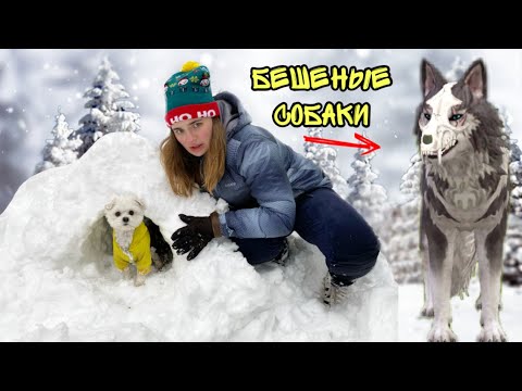 Видео: СПАСАЕМ РАНЕНОГО ЩЕНКА В ЛЕСУ ОТ БЕШЕНЫХ ЗВЕРЕЙ | выживание в лесу