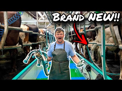 Видео: КАК ДОИТЬ КОРОВ!!... 150 КОРОВ ДОИЛИ В КРАТЧАЙШЕЕ ВРЕМЯ!