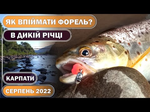 Видео: Как и на что поймать форель в дикой реке??? КАРПАТЫ. Ловля дикой ФОРЕЛИ на СПИНИНГ