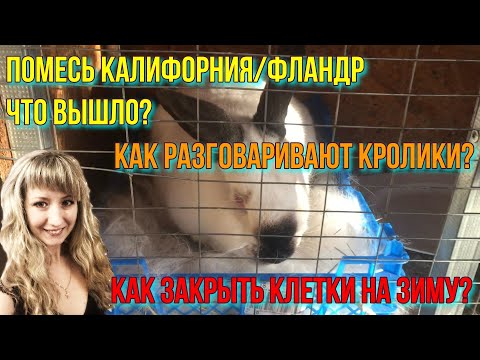 Видео: Помет калифорнии и фландра, осмотр - крольчата 10 дней. Скрещивание калифорнии и Фландр.