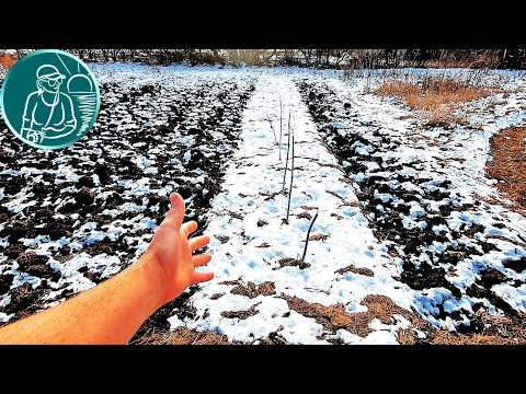Видео: Укрывать ли чеснок и лук на зиму после посадки при выращивании в регионе с теплыми зимами?