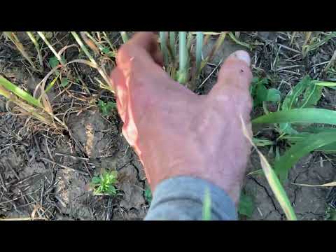 Видео: Пшеница без обработки почвы. Как выглядит?