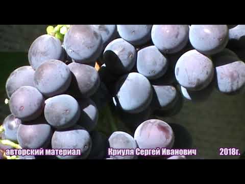 Видео: Особенности японских сортов винограда  (Japanese grape varieties)