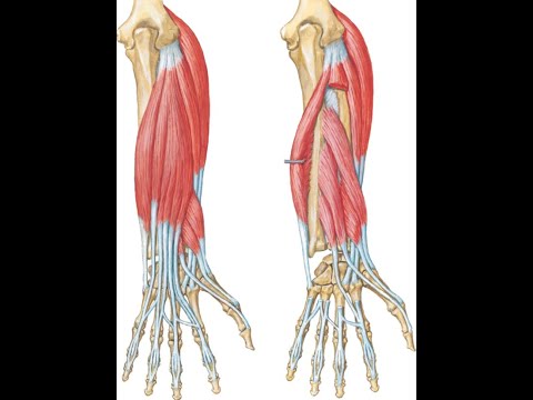Видео: Задняя группа мышц предплечья