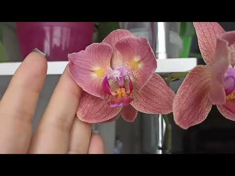 Видео: Цветение орхидей на лоджии в декабре!!!
