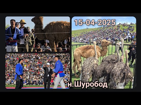 Видео: Навори пурраи гуштини н. Шамсидин Шоҳин