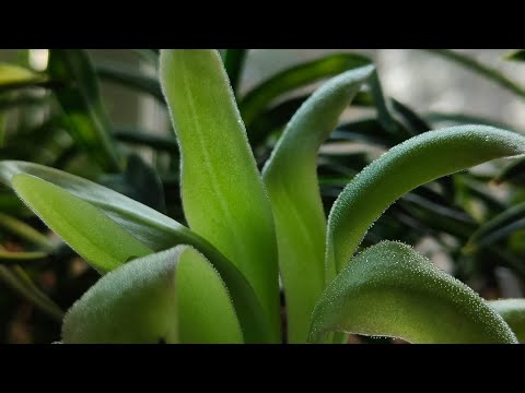 Видео: Как поживают мои жирянки (pinguicula)...