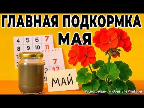 Видео: ВСЕГО 1 ПОДКОРМКА ДЛЯ ГЕРАНИ В МАЕ ТВОРИТ НЕВЕРОЯТНОЕ! 🌿 УДОБРЕНИЕ ДЛЯ ГЕРАНИ В МАЕ