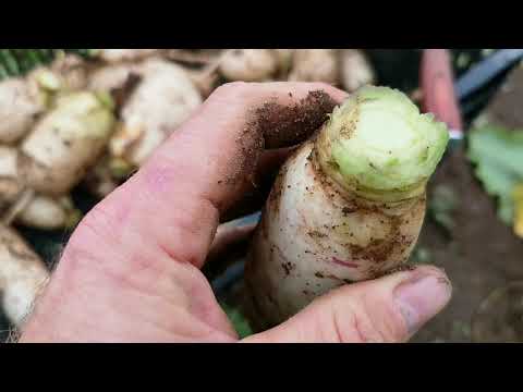 Видео: А Ваш Аокуби Дайкон такой-же шикарный? 