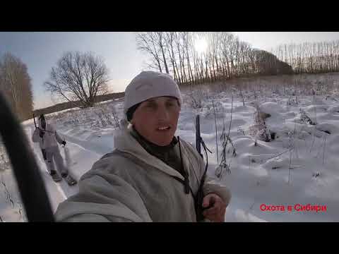 Видео: Охота на зайца 2019. Охота с эстонской гончей