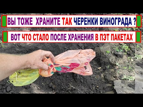 Видео: 🍇 Даже не ДУМАЮ ТАК ХРАНИТЬ черенки винограда! Вот почему в ПОЛИЭТИЛЕНОВОМ пакете они хранятся ПЛОХО