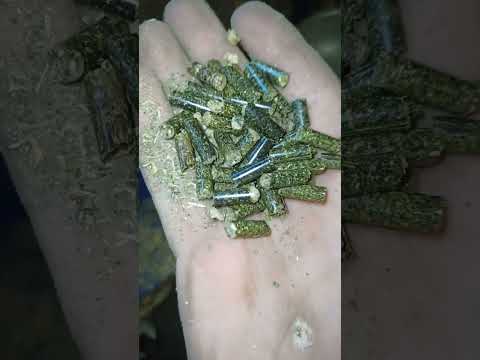 Видео: 12 октября 2025 г.