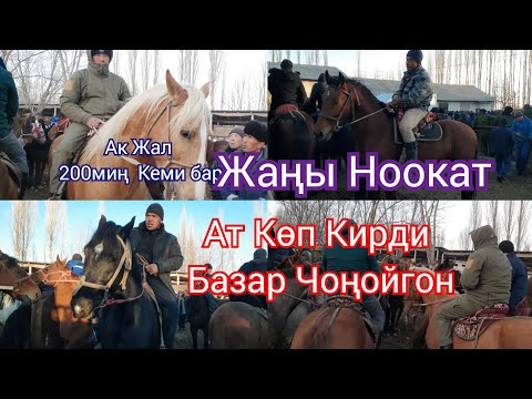 Видео: Жаңы Ноокат Жылкы Базары Сындуу Арзан Аттар 1- Декабрь