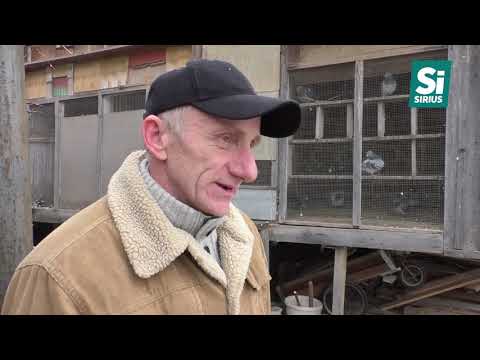 Видео: На Закарпатті є більше сотні голубоводів, які розводять спортивно-поштових пернатих