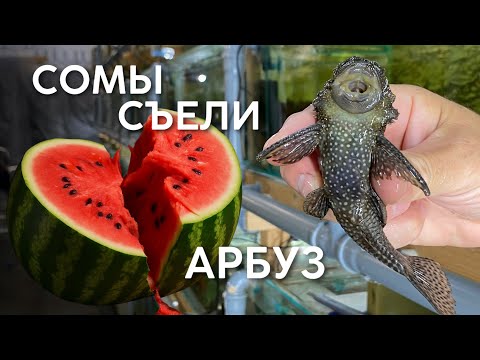 Видео: Кормим сомов арбузом. Наш опыт. Часть 2.