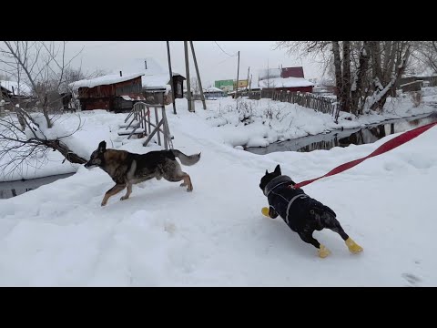 Видео: Олег атакует собак во время прогулки