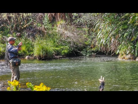 Видео: БОЛЬШАЯ ФОРЕЛЬ ест СУХИЕ МУШКИ!! 4K [НОВАЯ ЗЕЛАНДИЯ]