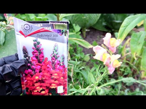 Видео: ЧТО я САЖАЛА - а ЧТО ВЫРОСЛО. МОЕ БОЛЬШОЕ РАЗОЧАРОВАНИЕ