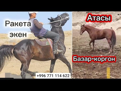 Видео: Чаныткан чаян газ мин