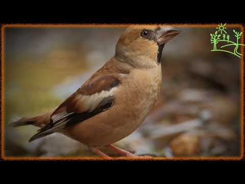 Видео: Голоса птиц Как поёт Обыкновенный дубонос (Coccothraustes coccothraustes)