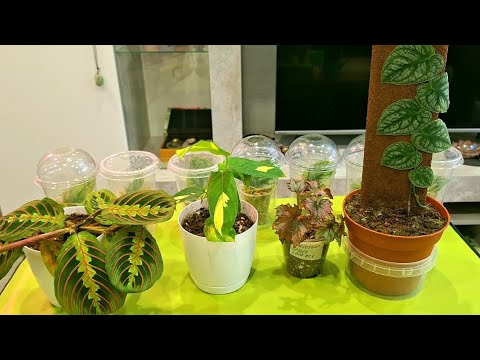 Видео: КОМНАТНЫЕ РАСТЕНИЯ(ЦВЕТЫ).НОВИНОЧКИ.