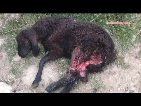 Видео: Гурги лаънати гусфандора хурдай Нападение волков на гиссарский овец